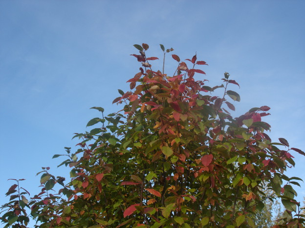 DSC00567
